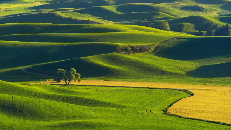 帕卢斯连绵起伏的丘陵，华盛顿州，美国 (© svetlana57/Getty Images)via Bing每日壁纸
