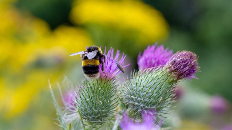 熊蜂在授粉, 伍斯特, 英格兰 (© SimonEastwood87/Shutterstock)via Bing每日壁纸