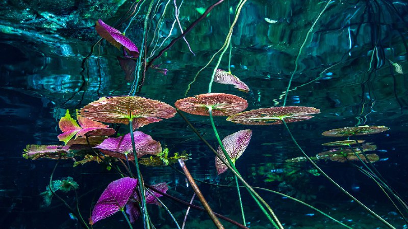 大天坑里的睡莲，图卢姆，墨西哥 (© Christian Vizl/Tandem Stills + Motion)via Bing每日壁纸