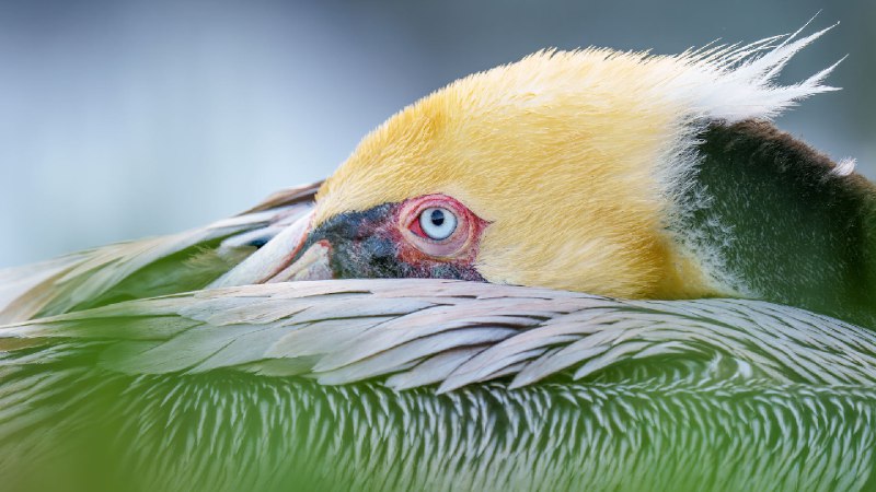 褐鹈鹕，圣地亚哥，加利福尼亚州，美国 (© Arthur Morris/BIRDS AS ART/Getty Images)source