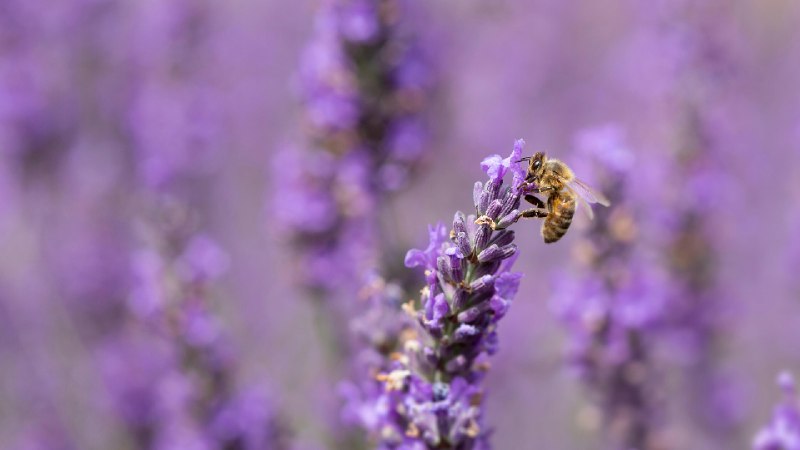 薰衣草上的蜜蜂 (© Anthony Brown/Alamy Stock Photo)via Bing每日壁纸