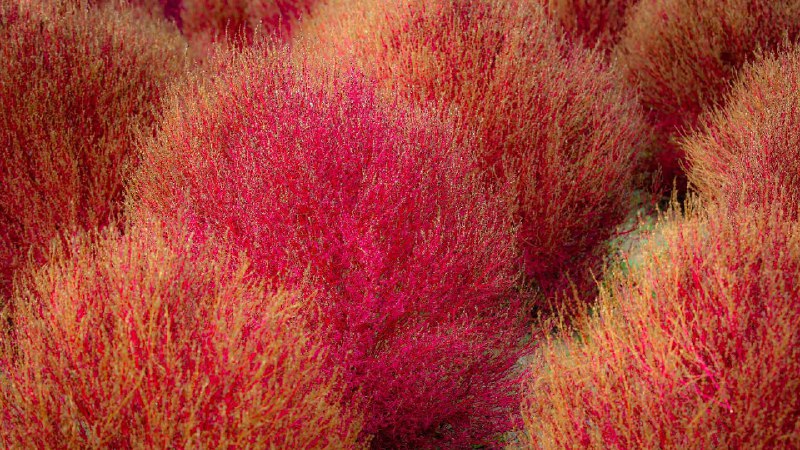地肤草，茨城县，日本 (© DigiPub/Getty Images)source