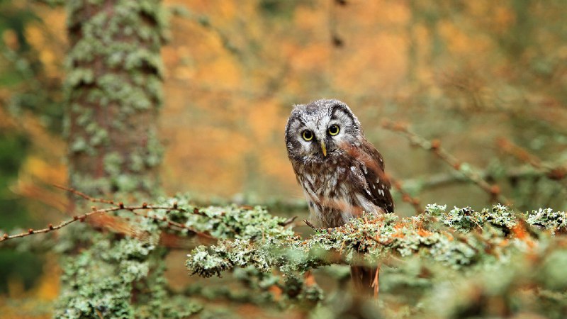 中欧森林里的鬼鸮 (© Ondrej Prosicky/Alamy)via Bing每日壁纸