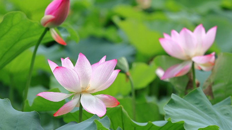 莲花与莲花植株 (© real444/Getty Images)via Bing每日壁纸
