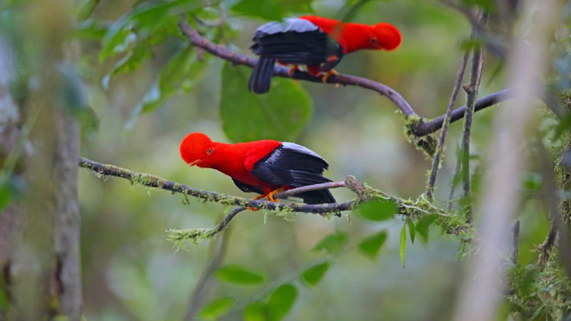 安第斯动冠伞鸟，厄瓜多尔 (© Kit Day/Alamy Stock Photo)source