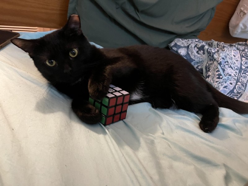 ----------------------是的，猫可以拧魔方source