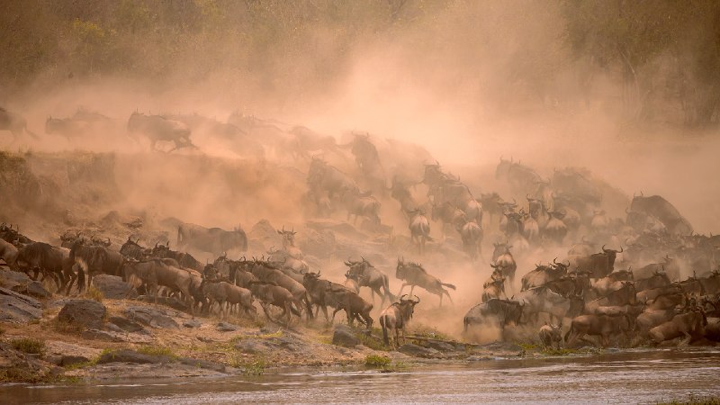 马赛马拉迁徙的角马群横渡马拉河, 肯尼亚 (© Manoj Shah/Getty Images)via Bing每日壁纸