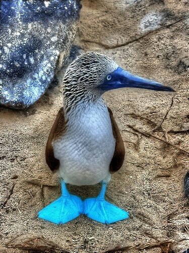 ----------------------#birdbotsource