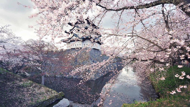 樱花盛开的弘前城，弘前，日本 (© Glenn Waters/Getty Images)via Bing每日壁纸