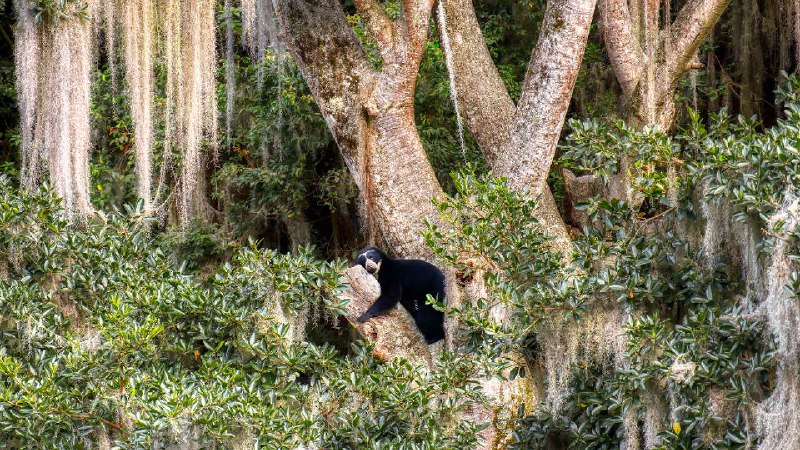 眼镜熊在树上休息, 厄瓜多尔 (© Andy Rouse/Nature Picture Library)via Bing每日壁纸