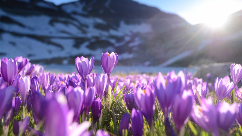 紫番红花, 里拉七湖, 保加利亚 (© Maya Karkalicheva/Getty Images)via Bing每日壁纸