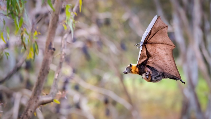 灰头狐蝠母亲携幼崽，雅拉湾国家公园，澳大利亚 (© Doug Gimesy/Nature Picture Library)via Bing每日壁纸