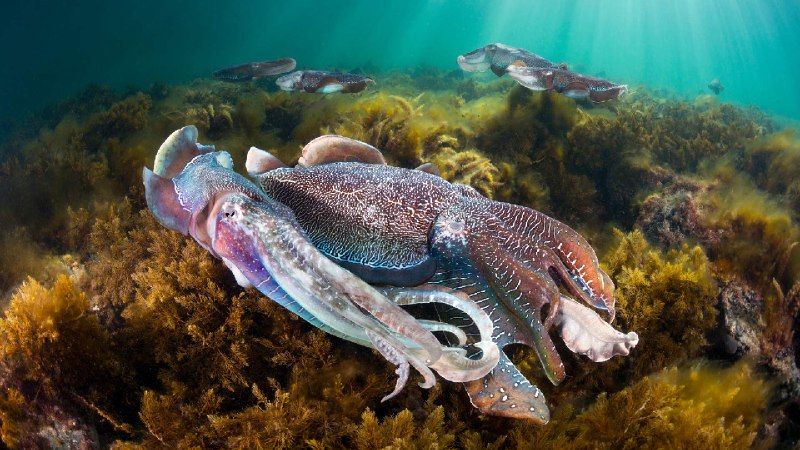 斯潘塞湾的一群伞膜乌贼, 怀阿拉,南澳大利亚 (© Gary Bell/Minden Pictures)source