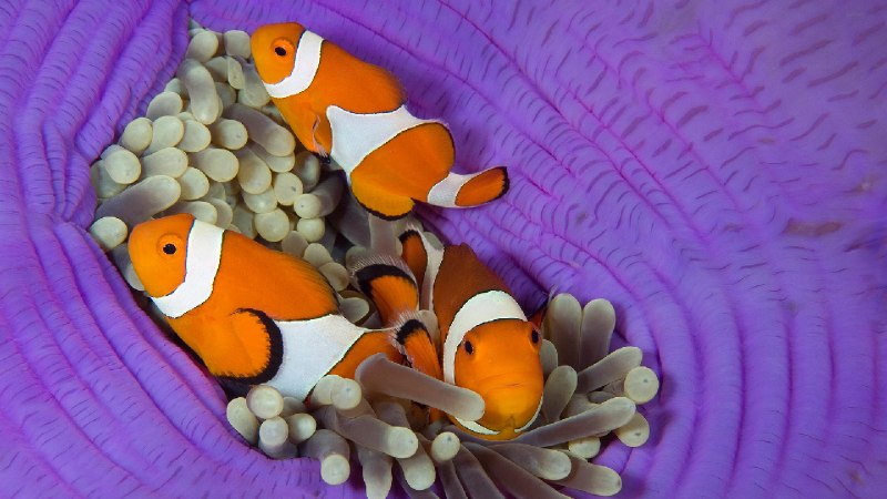 海葵中的三条眼斑双锯鱼，卡比劳岛，薄荷省，菲律宾 (© Franco Banfi/Nature Picture Library)via Bing每日壁纸