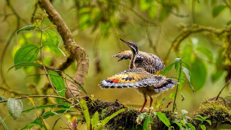 幼年日鳽在巢穴附近展示求偶行为, 厄瓜多尔 (© Andy Rouse/naturepl.com)via Bing每日壁纸
