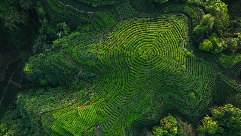 四川省的茶梯田, 中国 (© lzf/Shutterstock)via Bing每日壁纸