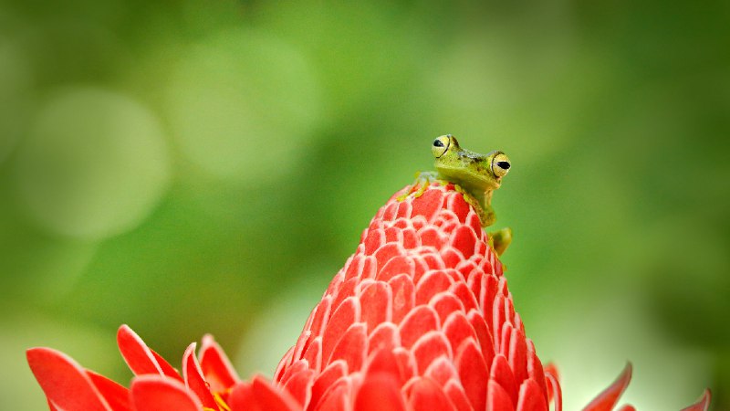 树蛙, 哥斯达黎加 (© Ondrej Prosicky/Shutterstock)source