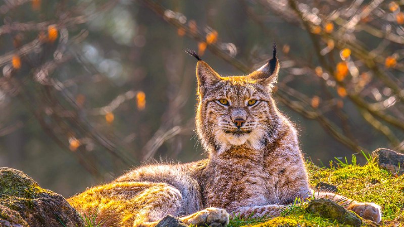 欧亚猞猁，西伯利亚 (© Mario Plechaty Photograph/Shutterstock)via Bing每日壁纸