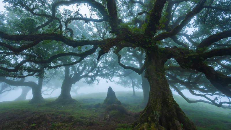 法纳尔森林里的古老月桂树，马德拉群岛，葡萄牙 (© Lukas Jonaitis/Shutterstock)via Bing每日壁纸