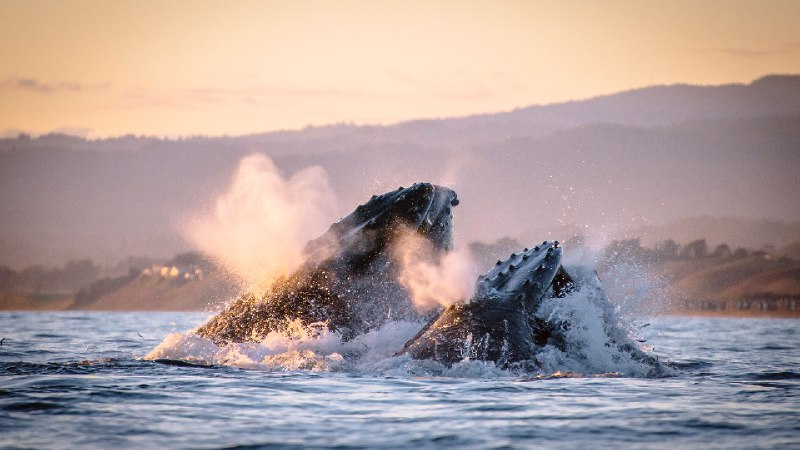 蒙特雷湾的大翅鲸(座头鲸)，加利福尼亚州，美国 (© Kiliii Fish/Cavan Images)via Bing每日壁纸