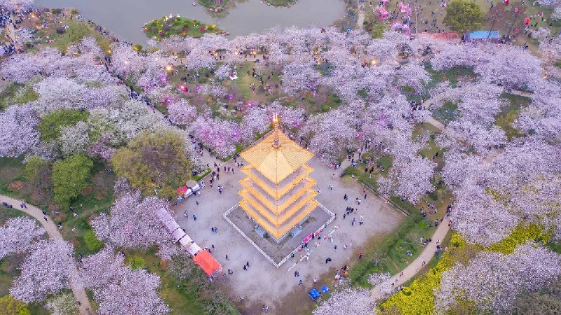 东湖樱花园的樱花，武汉，中国 (© Zhang Qiao/VCG/Getty Images)via Bing每日壁纸