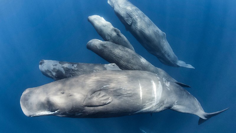 一群抹香鲸, 印度洋 (© Tony Wu/Nature Picture Library)via Bing每日壁纸