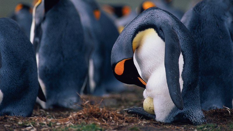 企鹅爸爸正在检查蛋的情况 (© McDonald Wildlife Photography Inc./Getty Images)via Bing每日壁纸