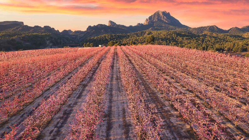盛开的桃树, 谢萨, 穆尔西亚, 西班牙 (© Juan Maria Coy Vergara/Getty Images)via Bing每日壁纸