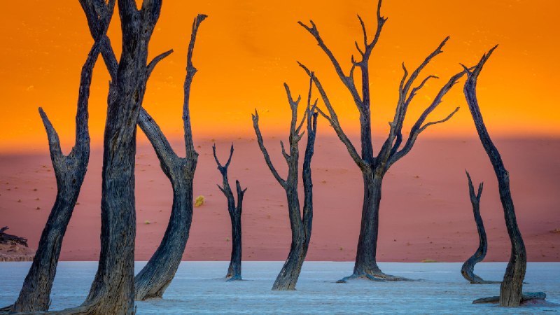骆驼刺树, 死亡谷, 纳米布-诺克卢福国家公园, 纳米比亚 (© Inge Johnsson/Alamy Stock Photo)via Bing每日壁纸