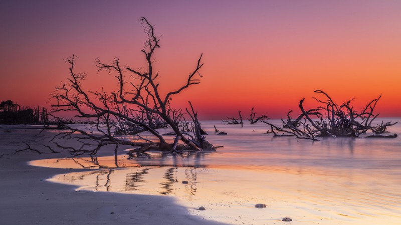 博尼亚德海滩上的漂流木, 亨廷岛, 南卡罗来纳州, 美国 (© Frances/Adobe Stock)via Bing每日壁纸
