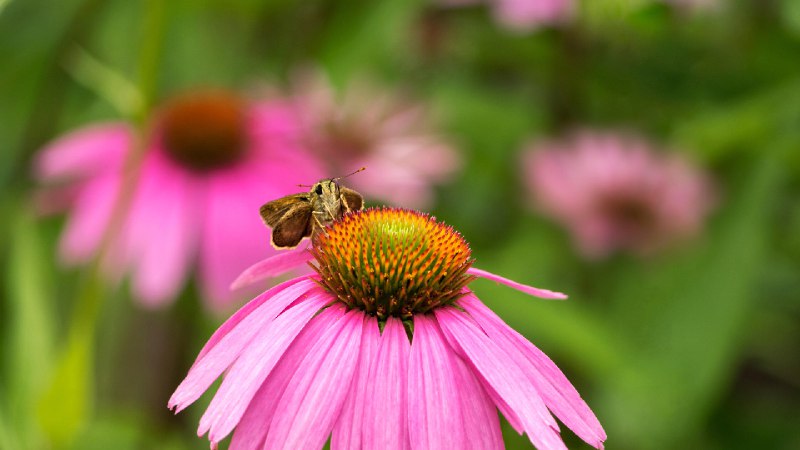 一只停在紫锥菊上的灰蝶，洛克菲勒州立公园，纽约 (© Marianne A. Campolongo/Alamy)via Bing每日壁纸