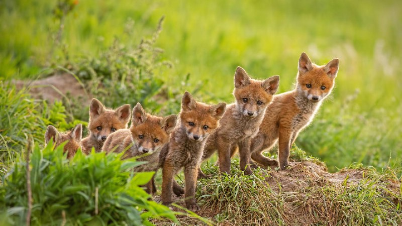 靠近巢穴的红狐幼崽 (© WildMedia/Shutterstock)source