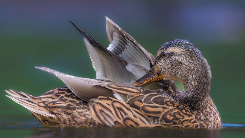 绿头鸭 (© Philippe Paternolli/Getty Images)via Bing每日壁纸