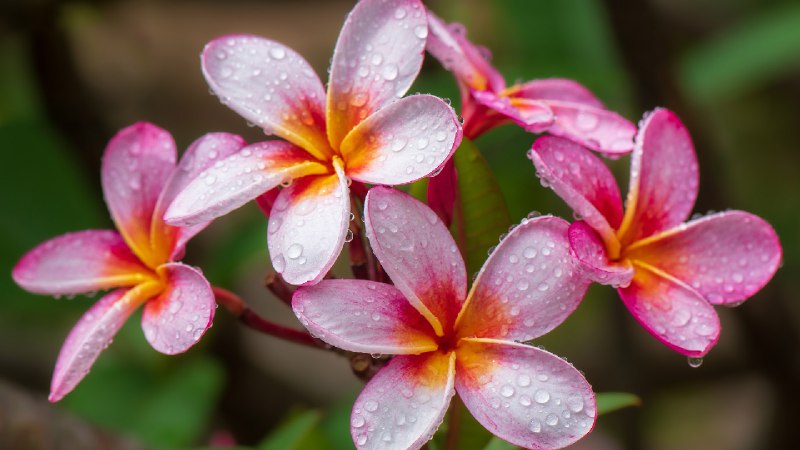 鸡蛋花，夏威夷，美国 (© Miranda Jans/Getty Images)source
