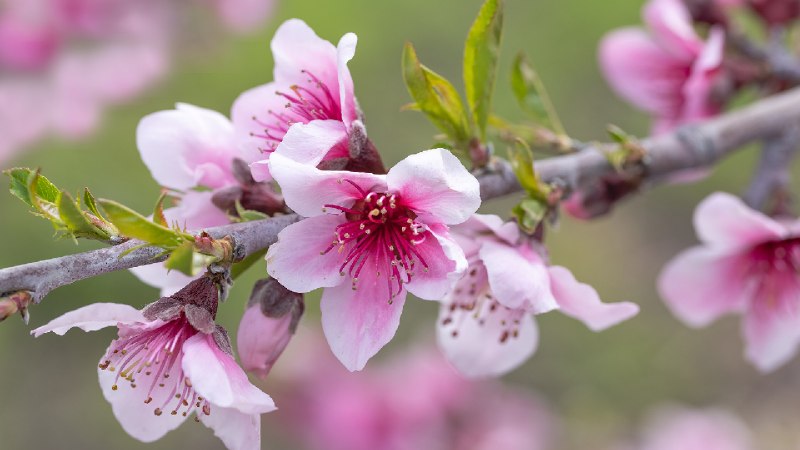 粉红色的苹果花, 阿维拉海滩, 加利福尼亚州, 美国 (© Mimi Ditchie Photography/Getty Images)via Bing每日壁纸