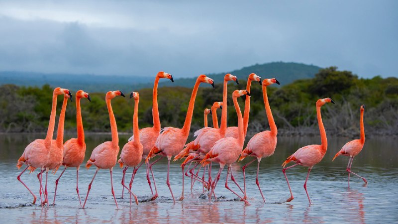 美洲红鹳群在伊莎贝拉岛，加拉帕戈斯群岛，厄瓜多尔 (© Tui De Roy/Nature Picture Library)via Bing每日壁纸