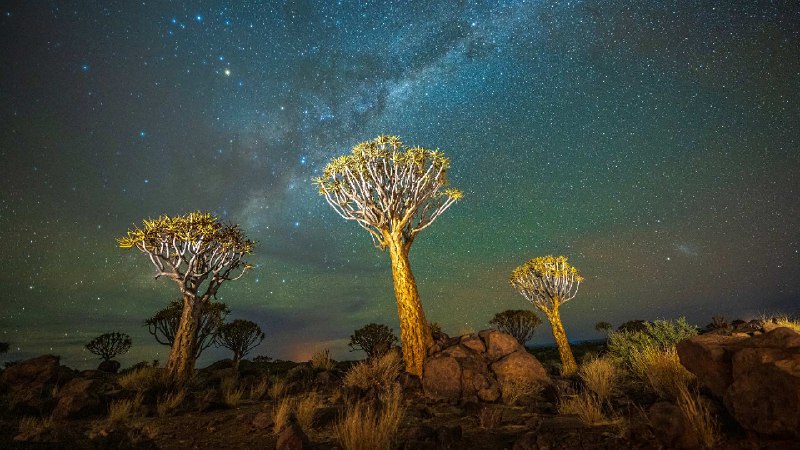 夜晚的箭袋树与银河，基特曼斯胡普，纳米比亚 (© Wim van den Heever/naturepl.com)via Bing每日壁纸