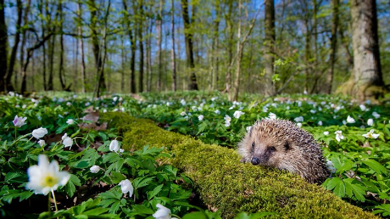 西欧刺猬，法国 (© Klein & Hubert/Nature Picture Library)via Bing每日壁纸