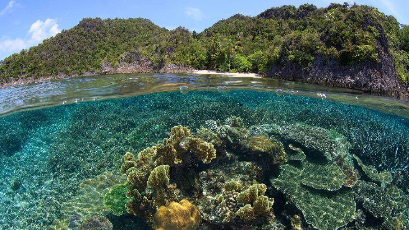 珊瑚礁与海滩在拉贾安帕特，印度尼西亚 (© SergeUWPhoto/Shutterstock)via Bing每日壁纸