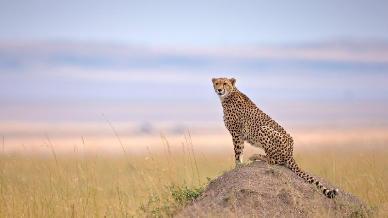 马赛马拉国家保护区的猎豹, 纳罗克, 肯尼亚 (© Andy Rouse/naturepl.com)via Bing每日壁纸