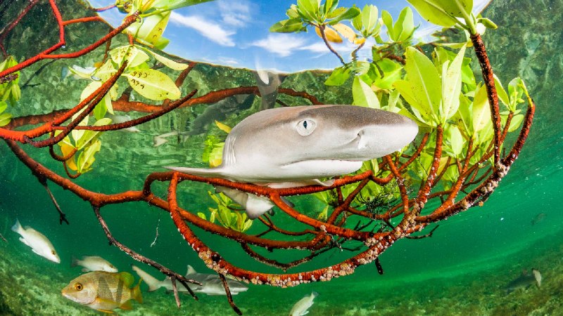 柠檬鲨幼崽在红树林中，伊柳塞拉岛，巴哈马 (© Shane Gross/Nature Picture Library)via Bing每日壁纸