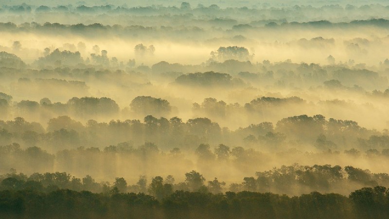 莱泰亚森林，多瑙河三角洲，罗马尼亚 (© Wild Wonders of Europe/Widstrand/Nature Picture Library)via Bing每日壁纸