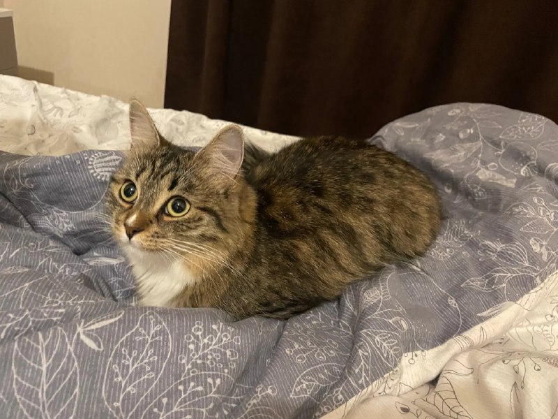 ----------------------​:neocat_floof_cute:​source