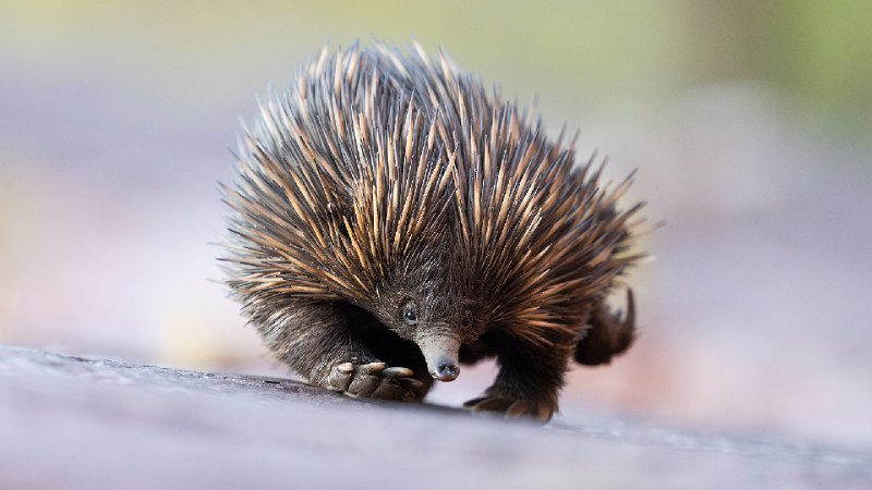 澳洲针鼹，阿德莱德山，澳大利亚 (© Etienne Littlefair/naturepl.com)via Bing每日壁纸