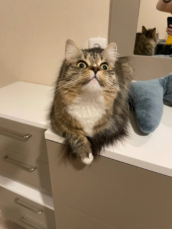 ----------------------​:neocat_floof_happy:​​:neocat_floof_owo:​​:neocat_floof_cute:​source----------------------​:neocat_floof_happy:​​:neocat_floof_owo:​​:neocat_floof_cute:​source