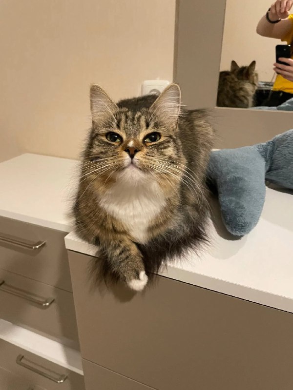 ----------------------​:neocat_floof_happy:​​:neocat_floof_owo:​​:neocat_floof_cute:​source----------------------​:neocat_floof_happy:​​:neocat_floof_owo:​​:neocat_floof_cute:​source