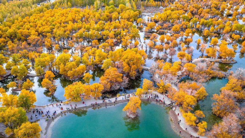 被胡杨树围绕着的湖, 金塔县, 酒泉, 甘肃, 中国 (© Feng Wei Photography/Getty images)via Bing每日壁纸