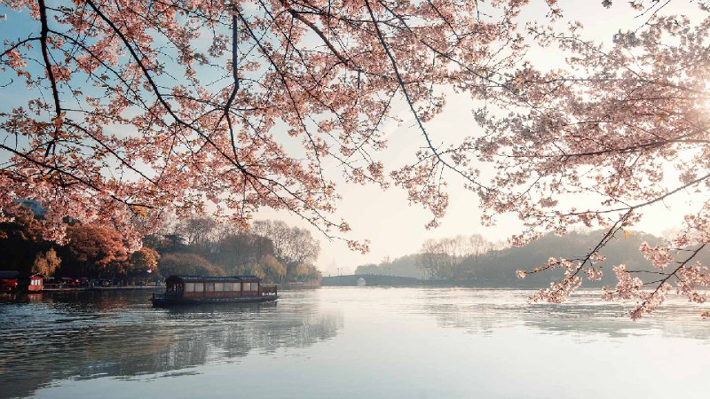 美丽盛开的樱花，杭州的春天，中国 (© zhang shuang/Getty Images)source