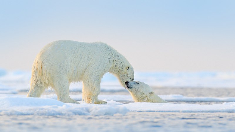 在北极玩耍的北极熊 (© Ondrej Prosicky/Shutterstock)source