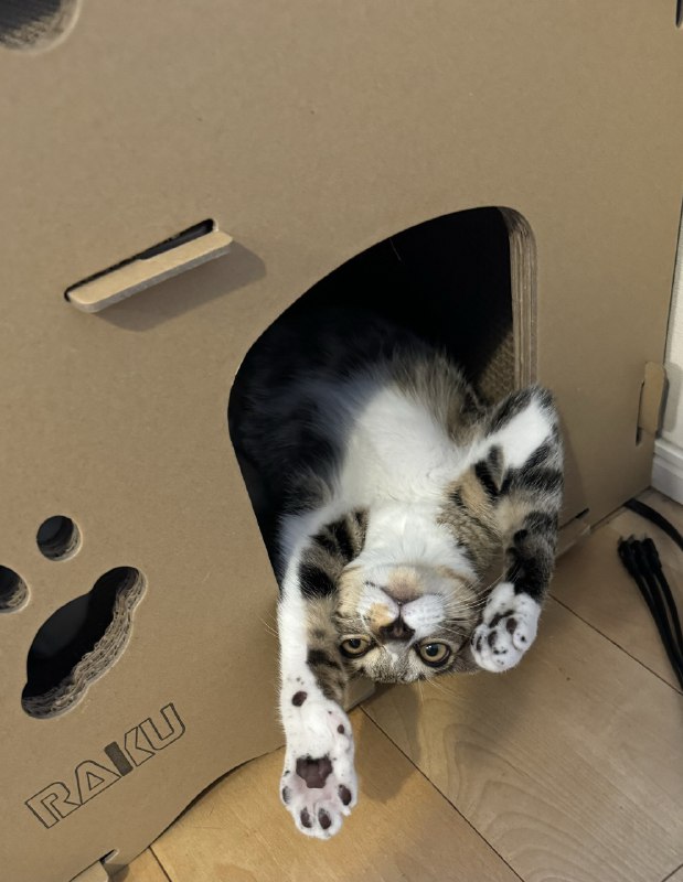 ----------------------三只猫三种肉球source----------------------三只猫三种肉球source